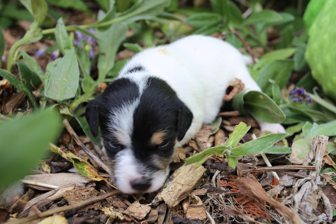 De La Grange Du Moulin - Chiots disponibles - Parson Russell Terrier