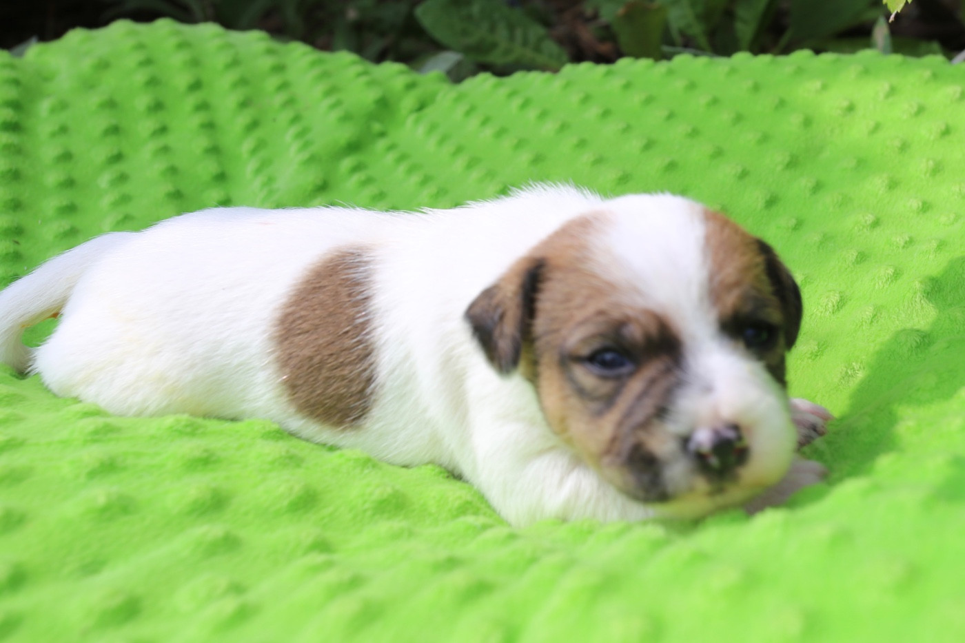 De La Grange Du Moulin - Chiots disponibles - Parson Russell Terrier