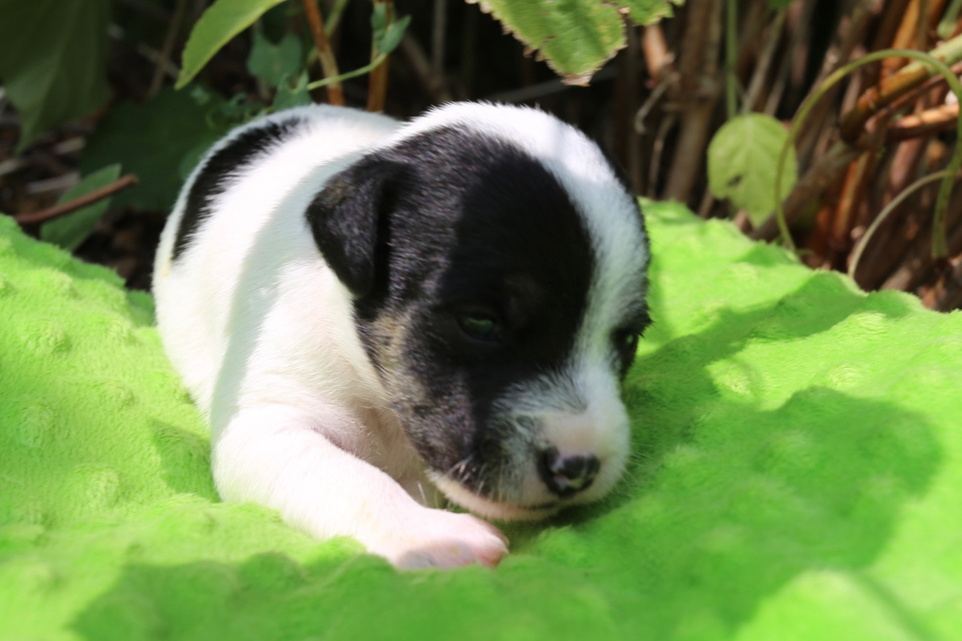 De La Grange Du Moulin - Chiots disponibles - Parson Russell Terrier
