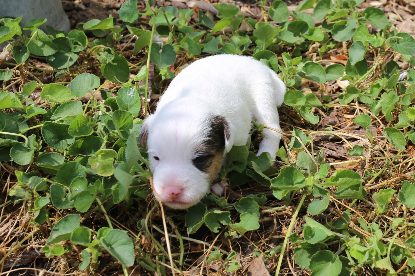 De La Grange Du Moulin - Chiots disponibles - Parson Russell Terrier