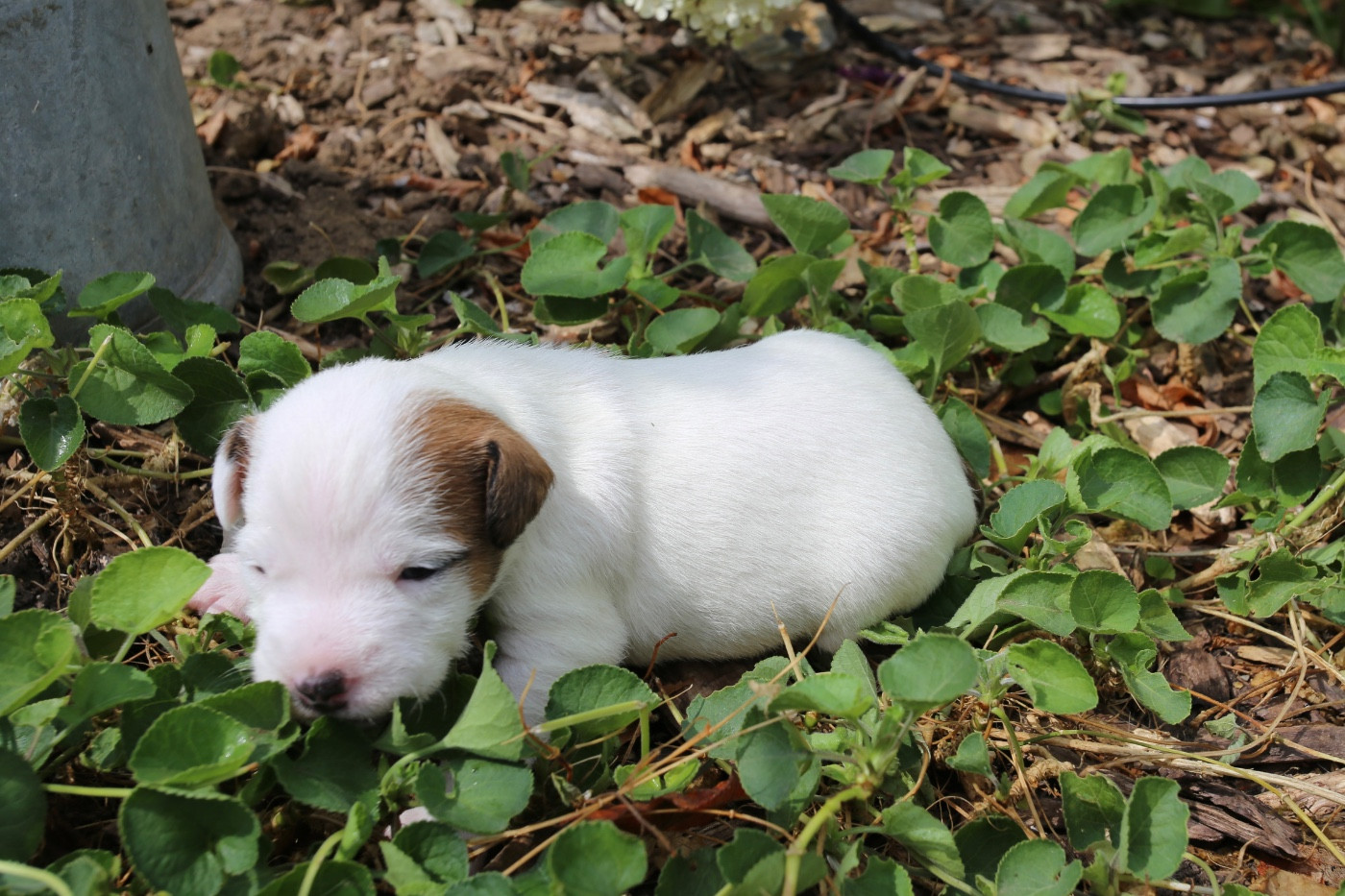 De La Grange Du Moulin - Chiots disponibles - Parson Russell Terrier