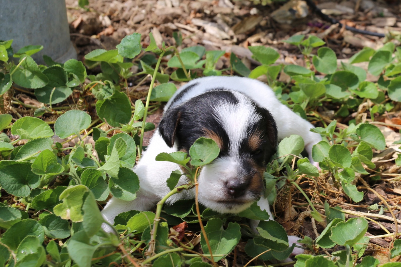 De La Grange Du Moulin - Chiots disponibles - Parson Russell Terrier