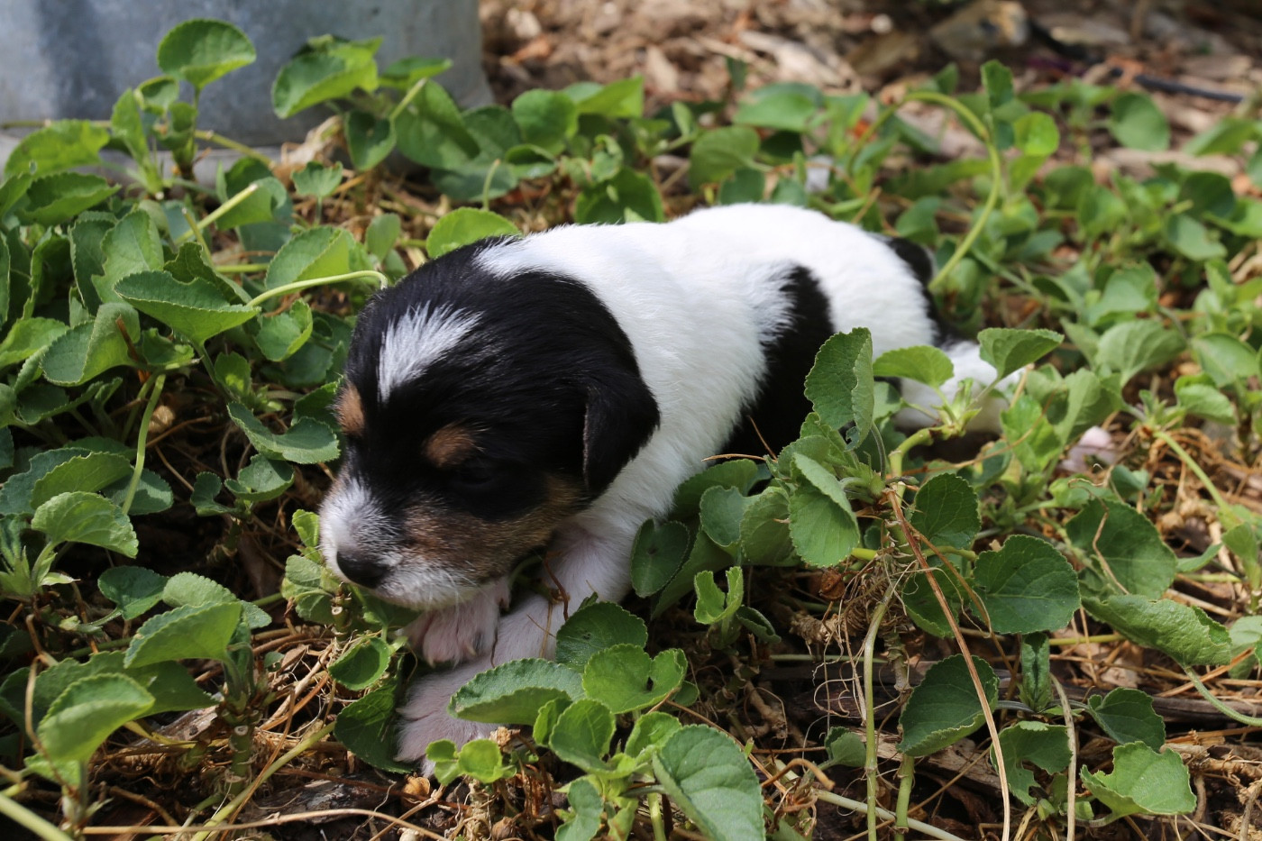 De La Grange Du Moulin - Chiots disponibles - Parson Russell Terrier