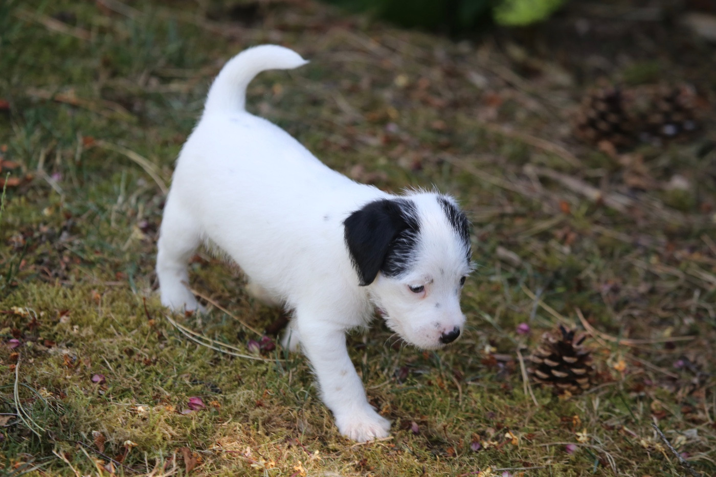 De La Grange Du Moulin - Chiots disponibles - Parson Russell Terrier