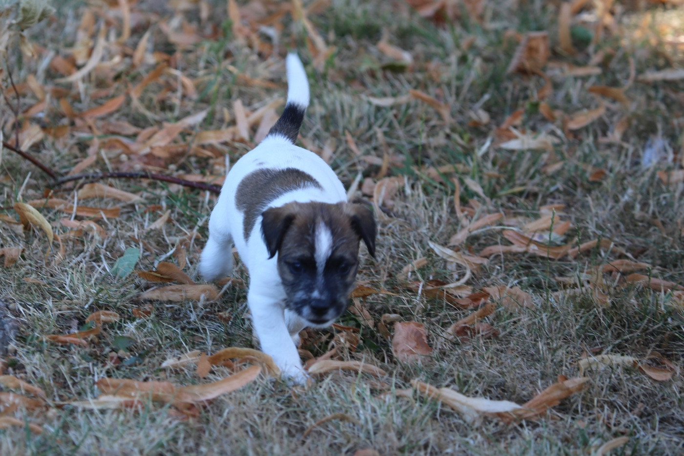 De La Grange Du Moulin - Chiots disponibles - Parson Russell Terrier