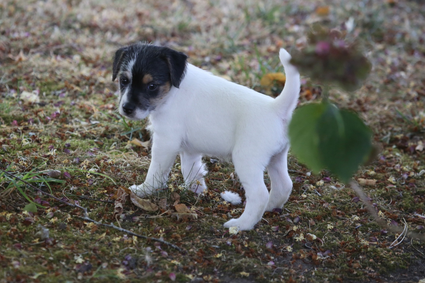 De La Grange Du Moulin - Chiots disponibles - Parson Russell Terrier