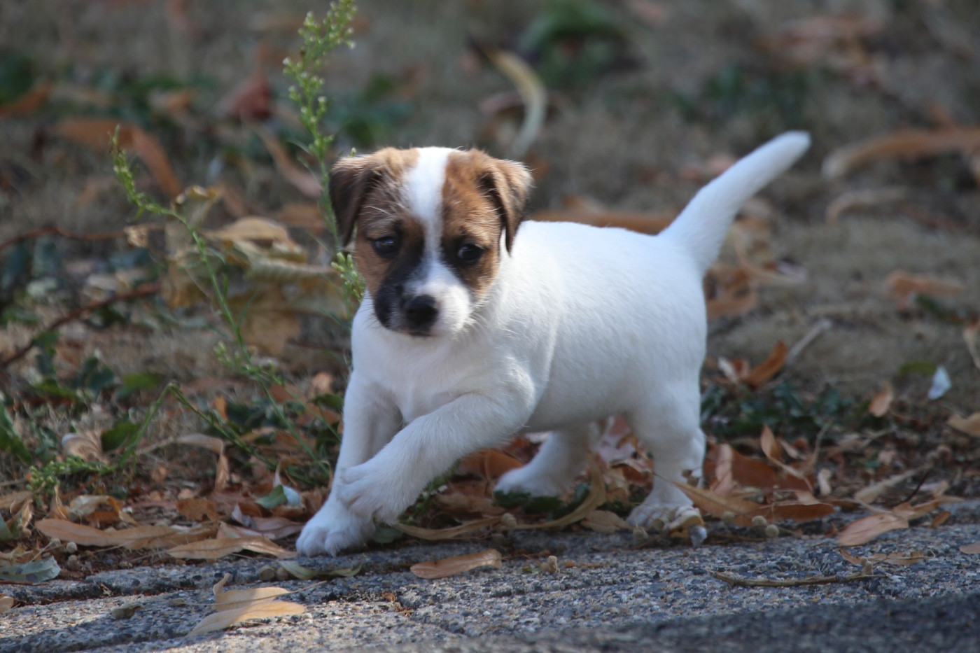 De La Grange Du Moulin - Chiots disponibles - Parson Russell Terrier