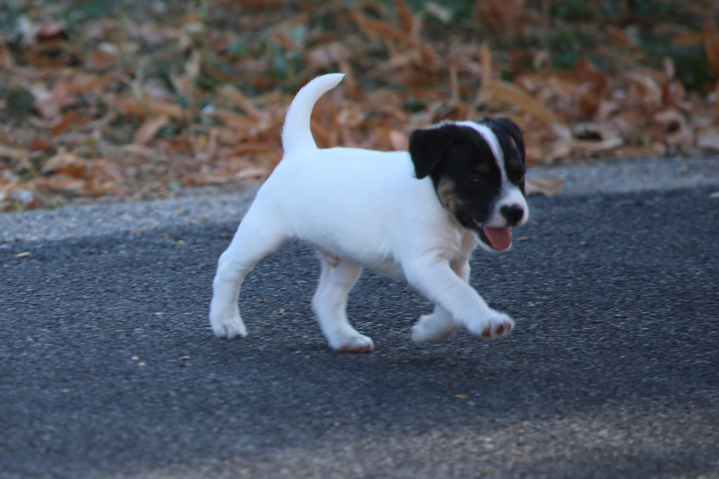 De La Grange Du Moulin - Chiots disponibles - Parson Russell Terrier