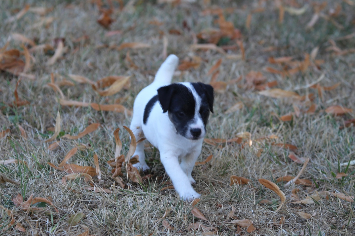 De La Grange Du Moulin - Chiots disponibles - Parson Russell Terrier