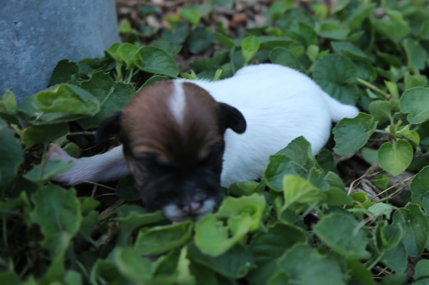 De La Grange Du Moulin - Chiots disponibles - Parson Russell Terrier