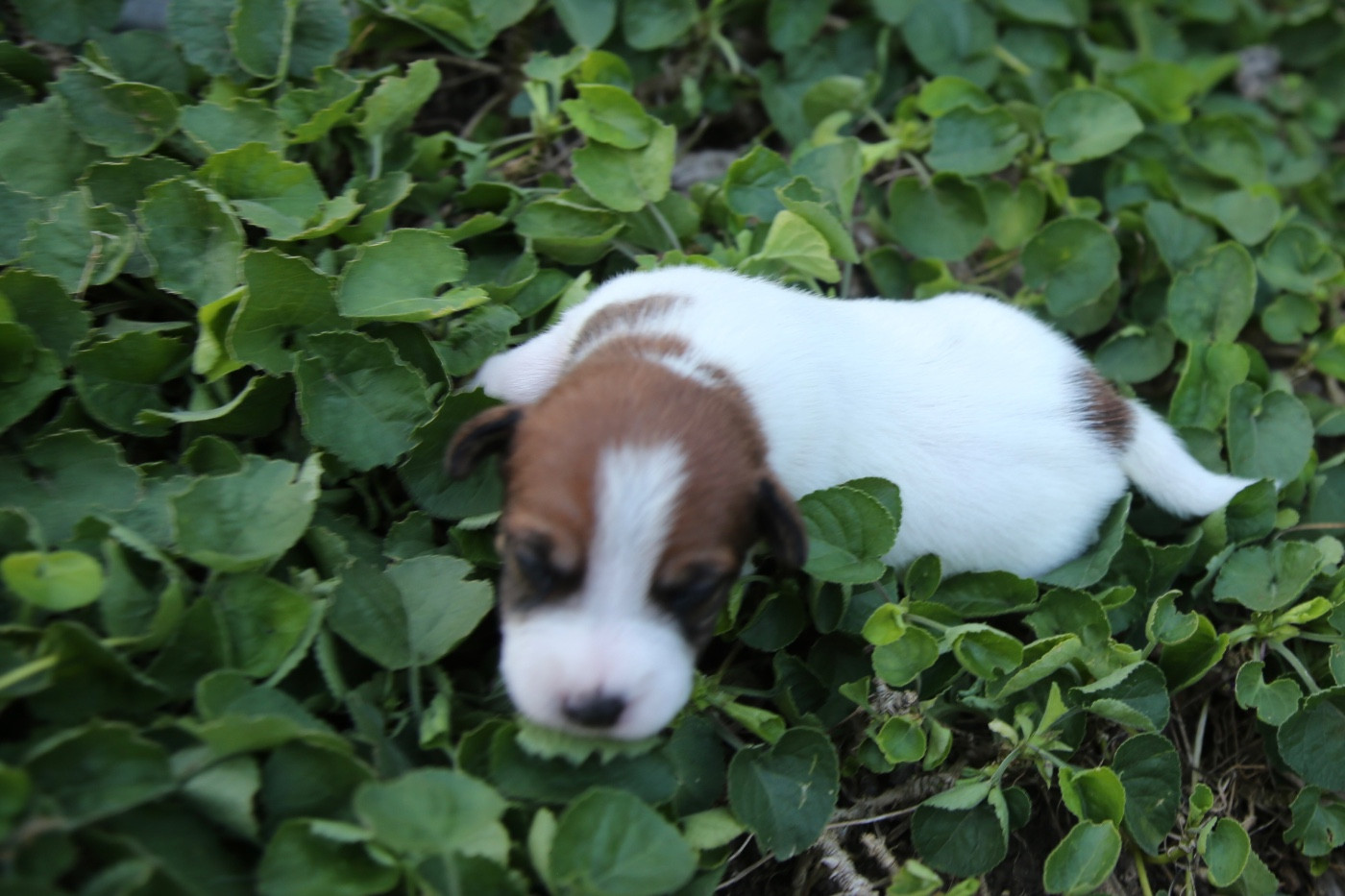 De La Grange Du Moulin - Chiots disponibles - Parson Russell Terrier