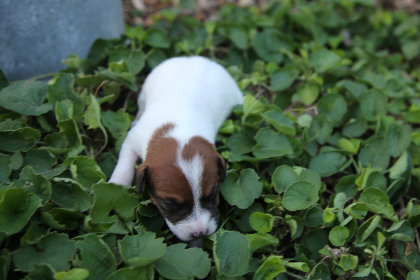 De La Grange Du Moulin - Chiots disponibles - Parson Russell Terrier