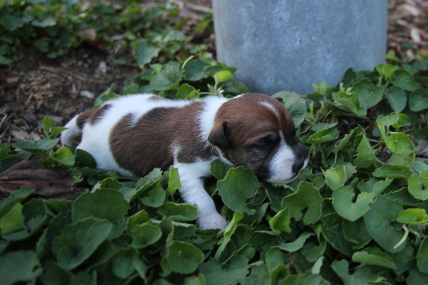 De La Grange Du Moulin - Chiots disponibles - Parson Russell Terrier