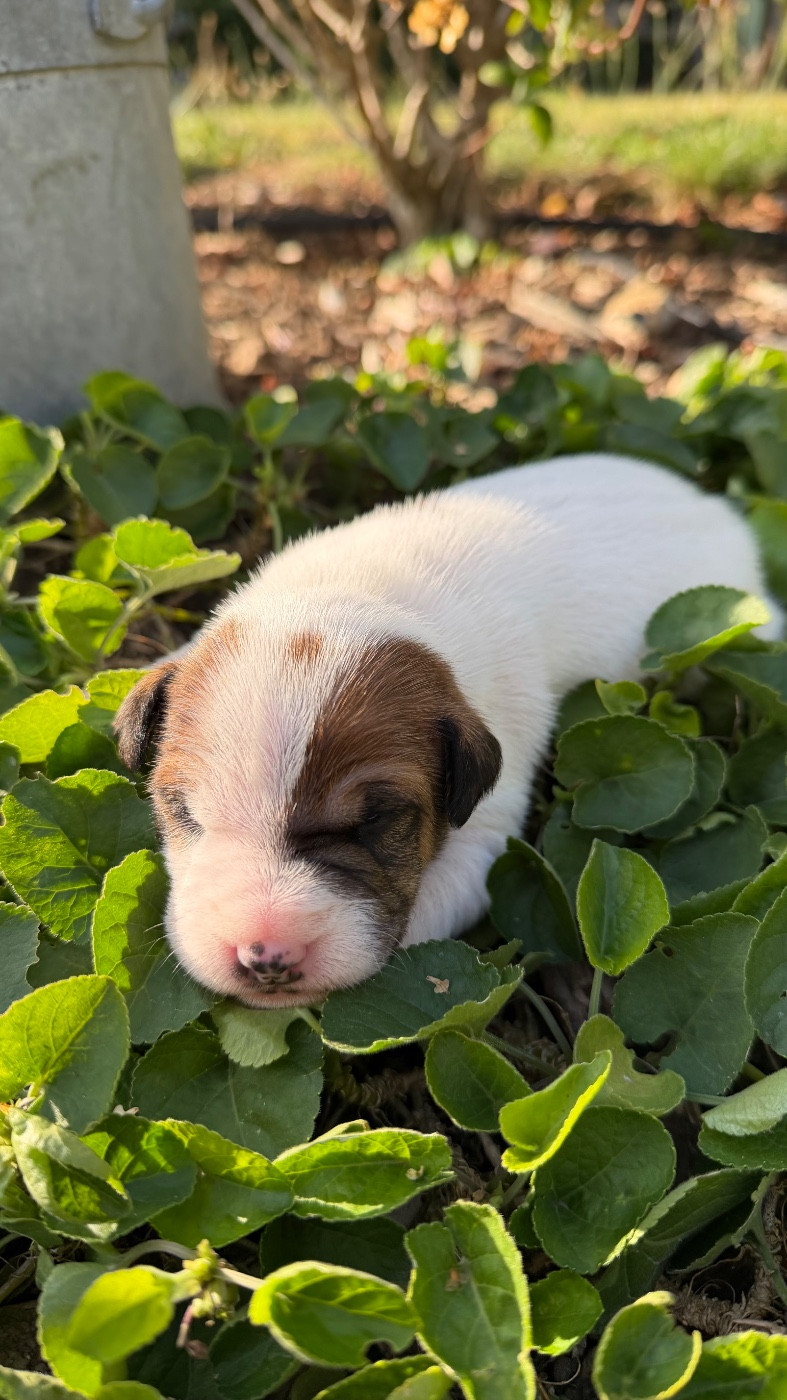 De La Grange Du Moulin - Chiots disponibles - Parson Russell Terrier
