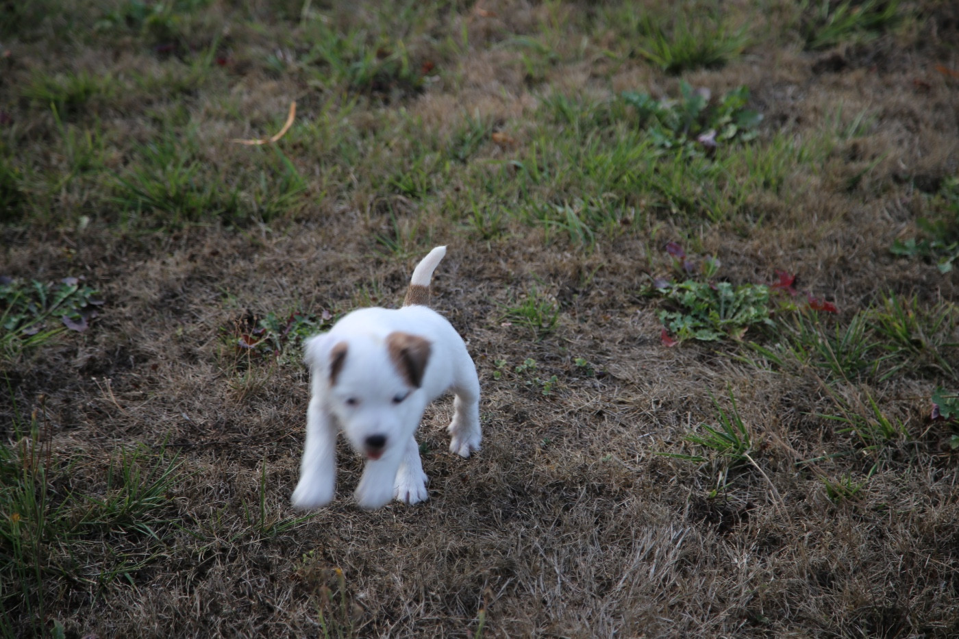 De La Grange Du Moulin - Chiots disponibles - Parson Russell Terrier