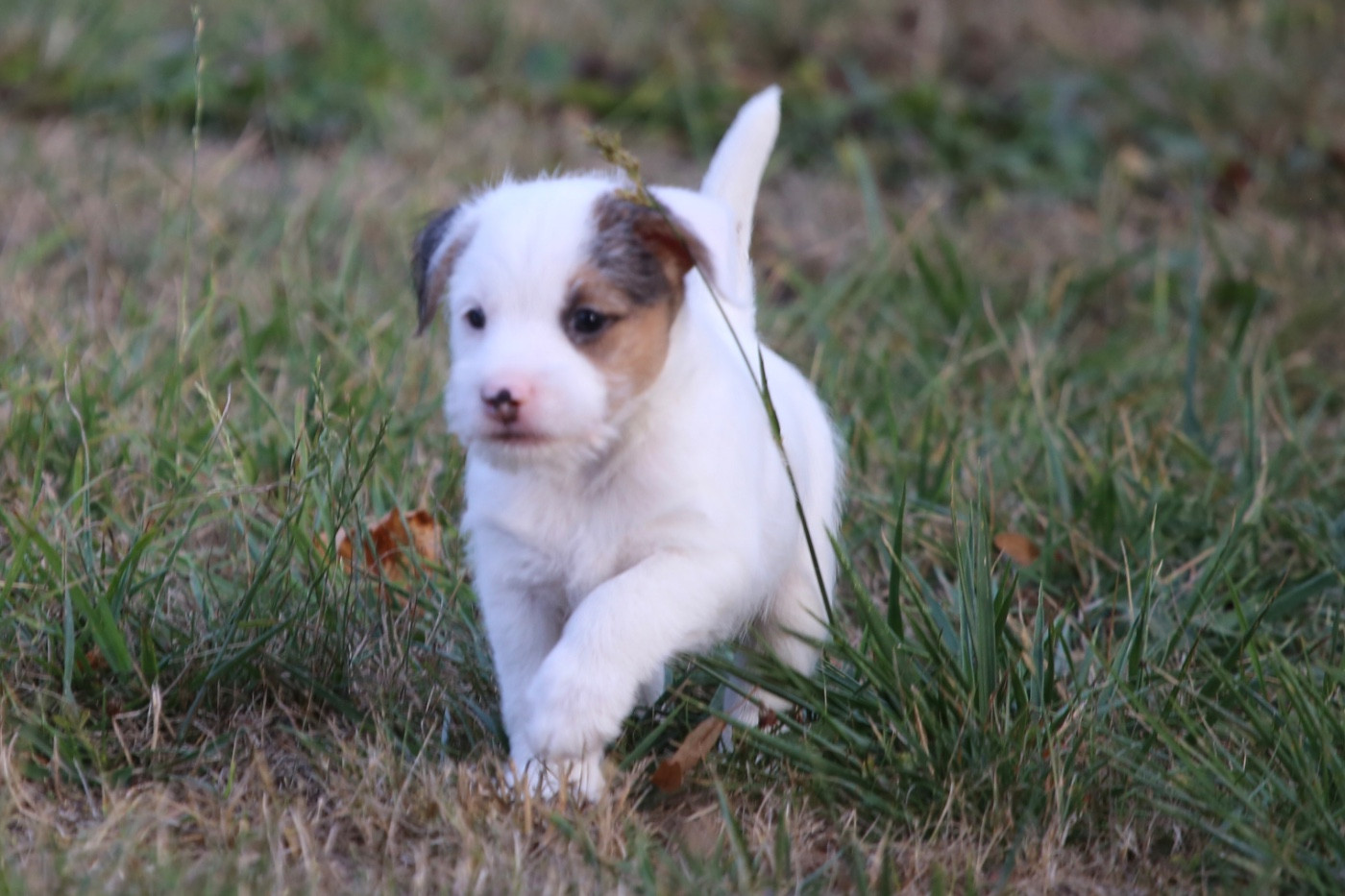 De La Grange Du Moulin - Chiots disponibles - Parson Russell Terrier
