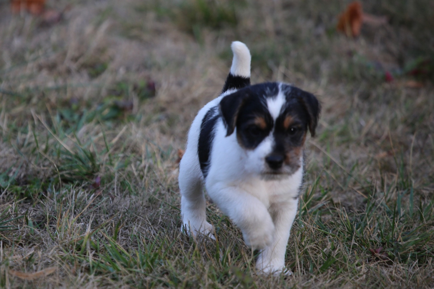 De La Grange Du Moulin - Chiots disponibles - Parson Russell Terrier