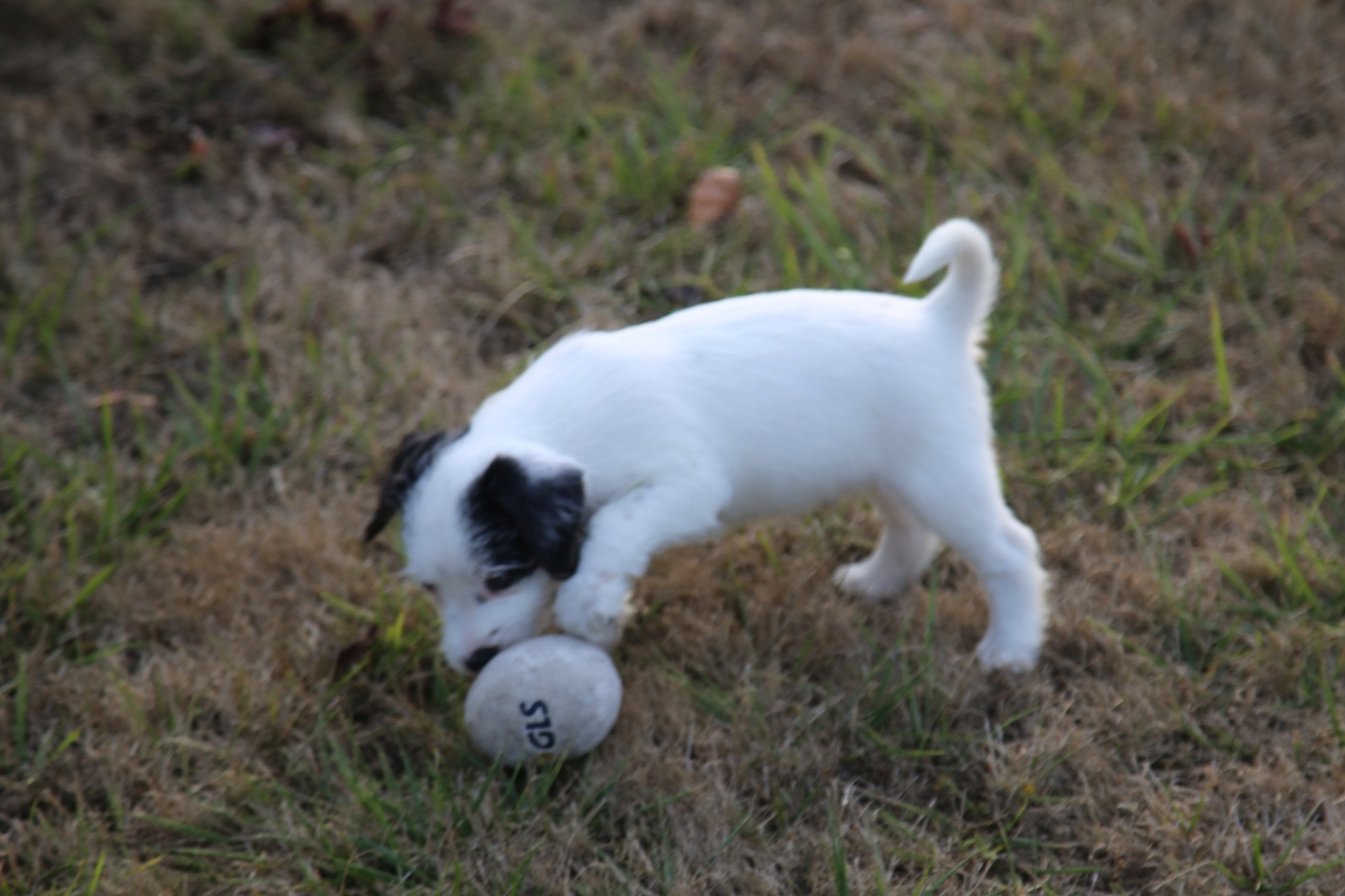 De La Grange Du Moulin - Chiots disponibles - Parson Russell Terrier