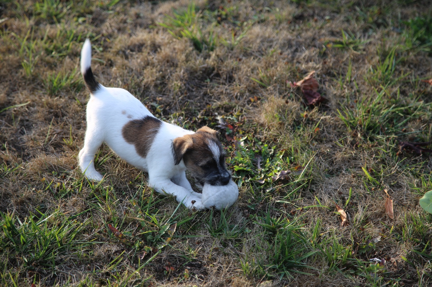 De La Grange Du Moulin - Chiots disponibles - Parson Russell Terrier