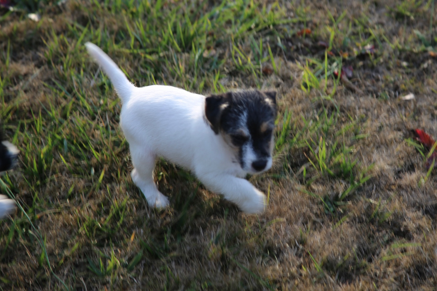 De La Grange Du Moulin - Chiots disponibles - Parson Russell Terrier