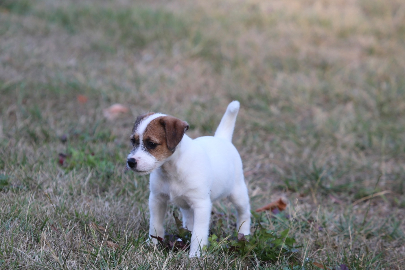 De La Grange Du Moulin - Chiots disponibles - Parson Russell Terrier