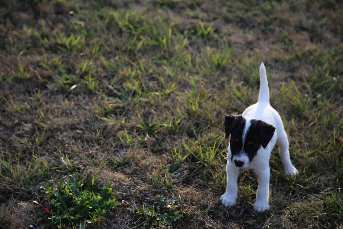 De La Grange Du Moulin - Chiots disponibles - Parson Russell Terrier