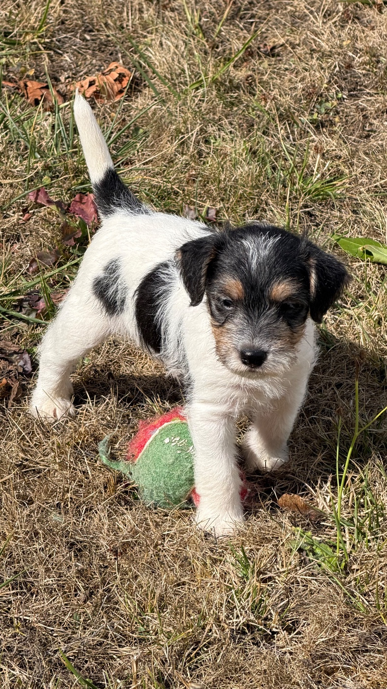 De La Grange Du Moulin - Chiots disponibles - Parson Russell Terrier