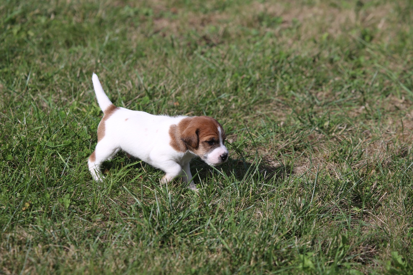 De La Grange Du Moulin - Chiots disponibles - Parson Russell Terrier