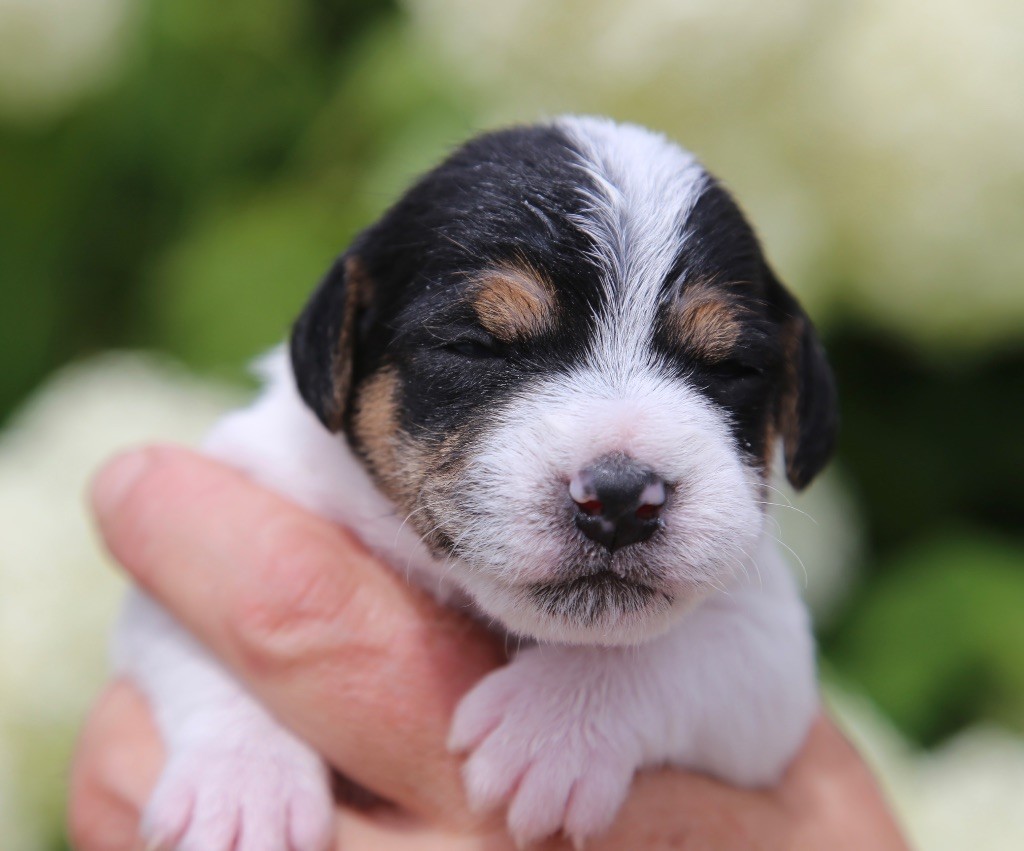 De La Grange Du Moulin - Chiots disponibles - Parson Russell Terrier