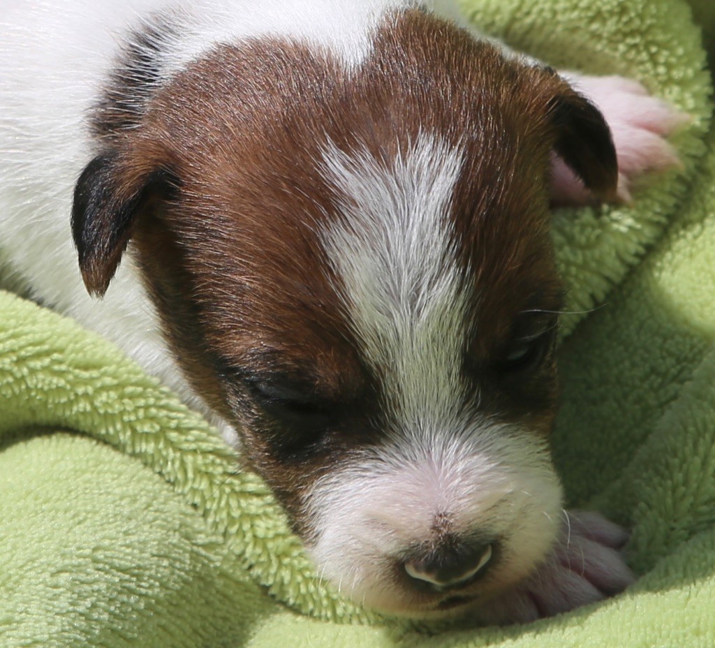 De La Grange Du Moulin - Chiots disponibles - Parson Russell Terrier