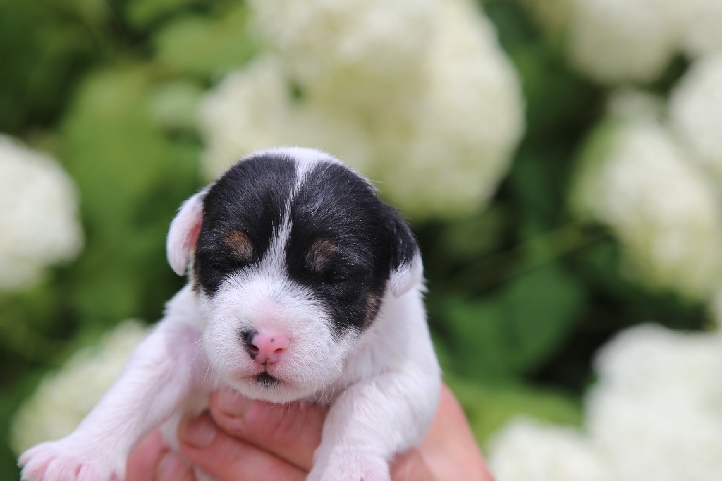 De La Grange Du Moulin - Chiots disponibles - Parson Russell Terrier