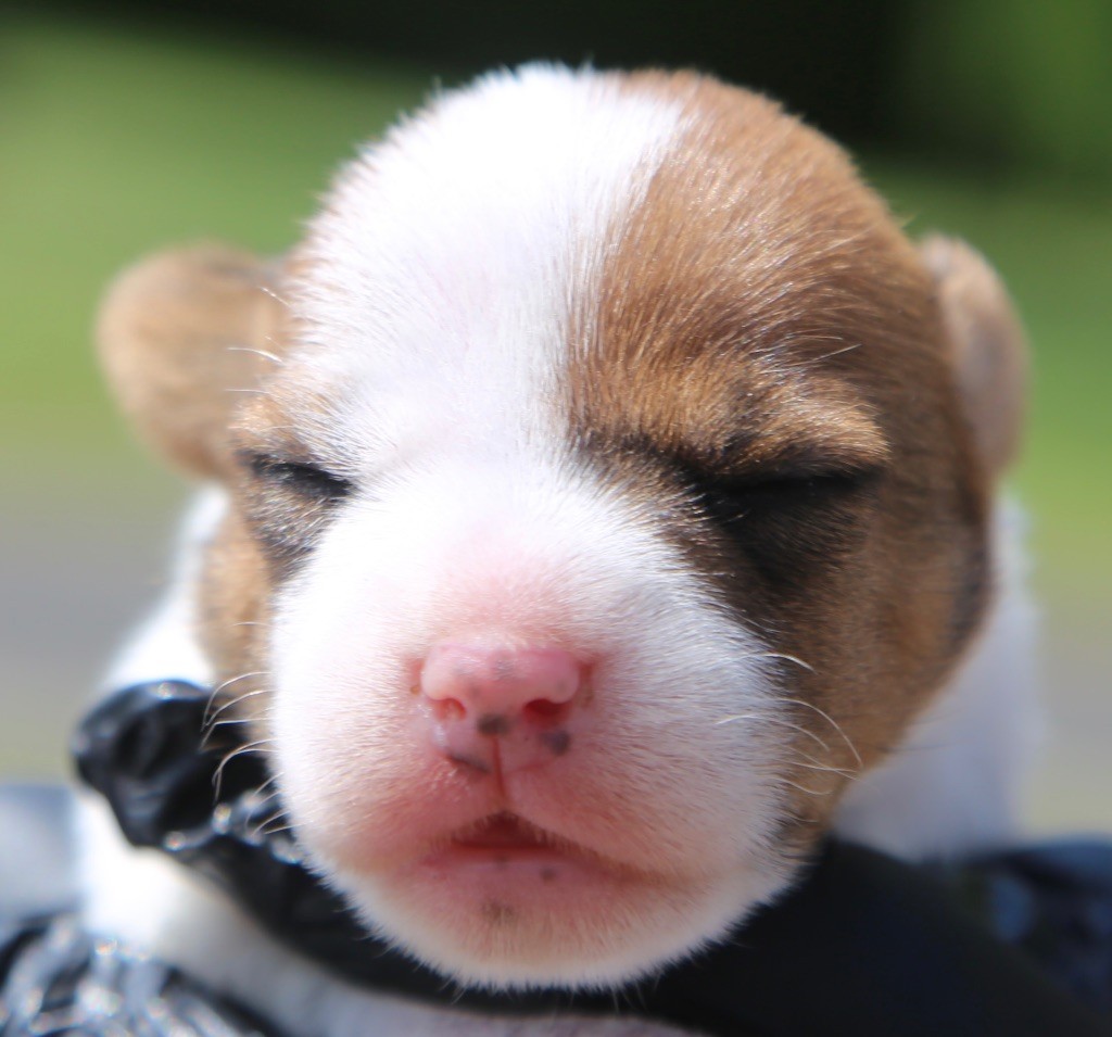 De La Grange Du Moulin - Chiots disponibles - Parson Russell Terrier
