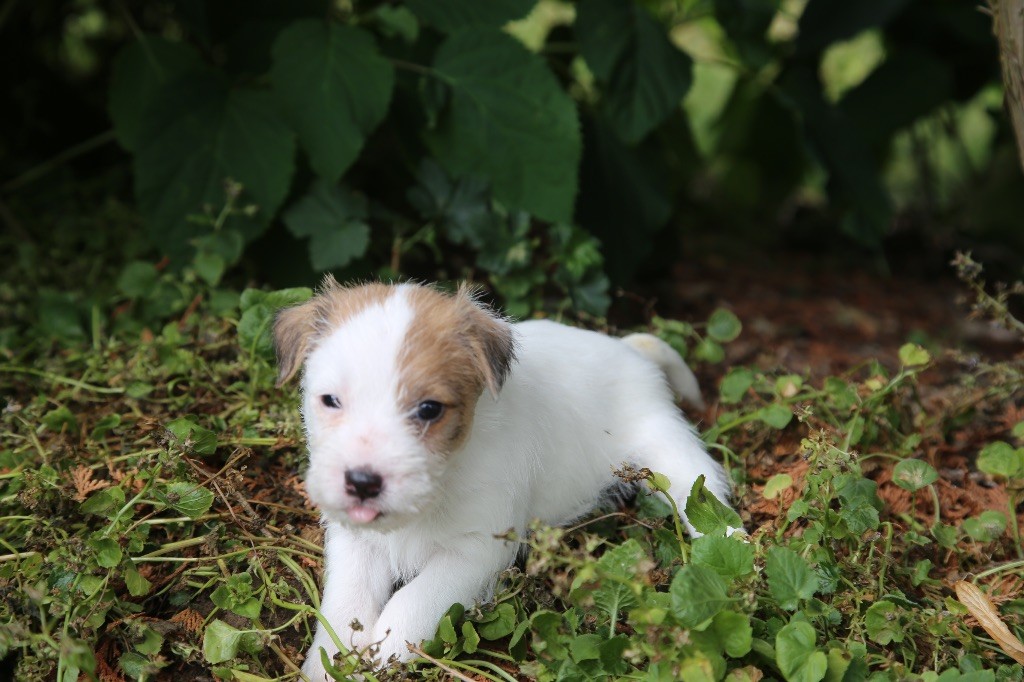 De La Grange Du Moulin - Chiots disponibles - Parson Russell Terrier
