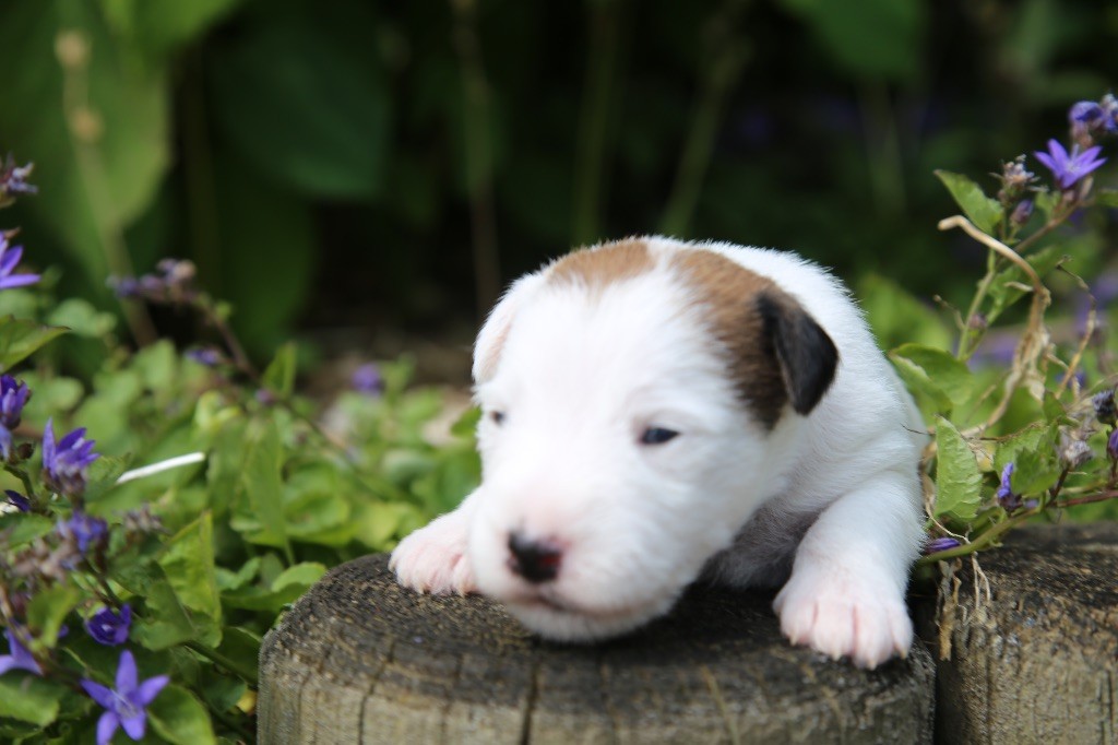 De La Grange Du Moulin - Chiots disponibles - Parson Russell Terrier