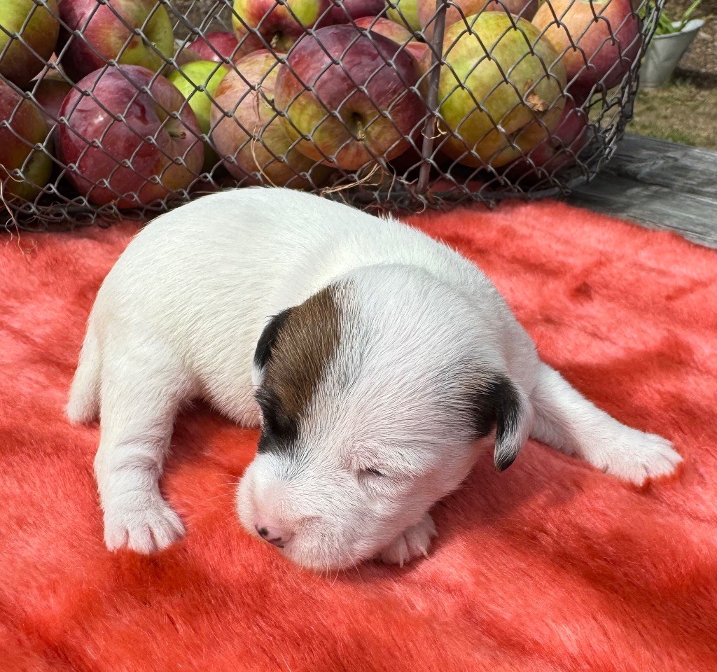 De La Grange Du Moulin - Chiots disponibles - Parson Russell Terrier