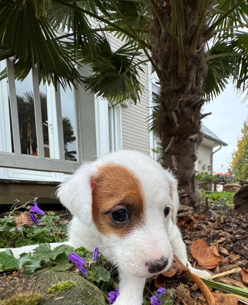 De La Grange Du Moulin - Chiots disponibles - Parson Russell Terrier