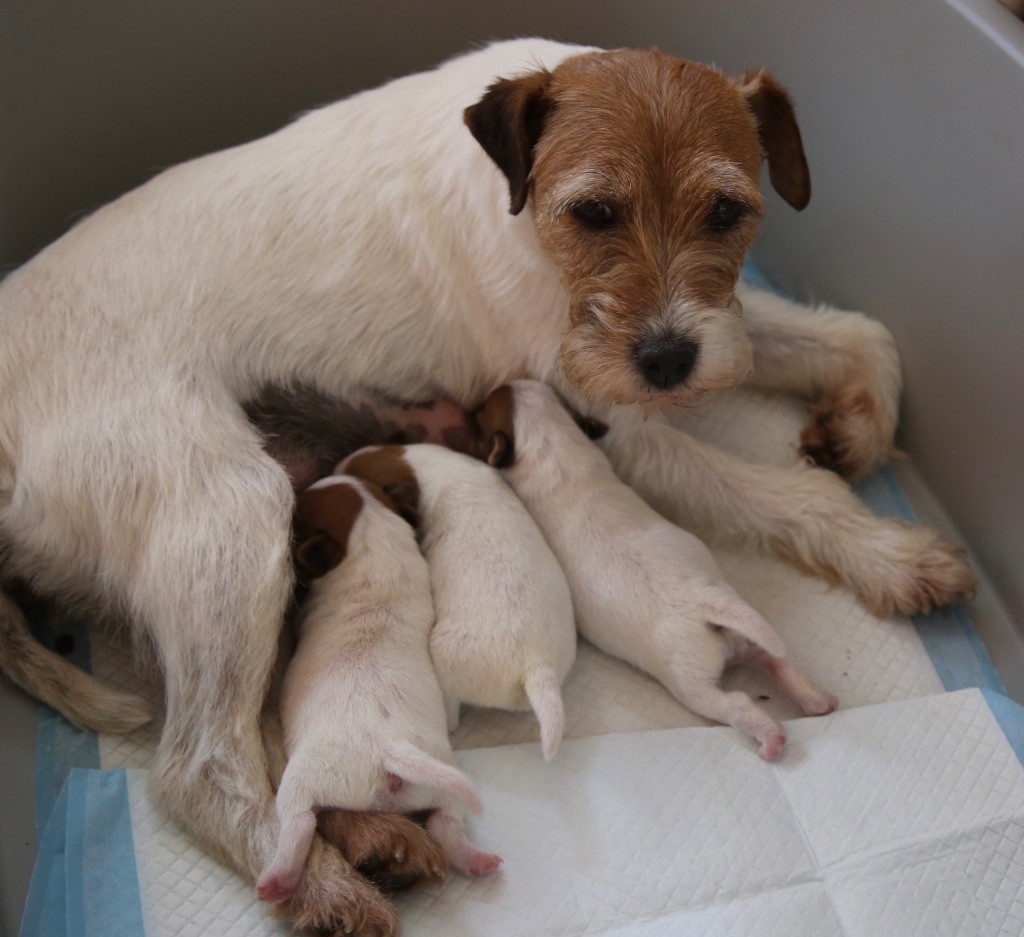 Chiot Parson Russell Terrier De La Grange Du Moulin