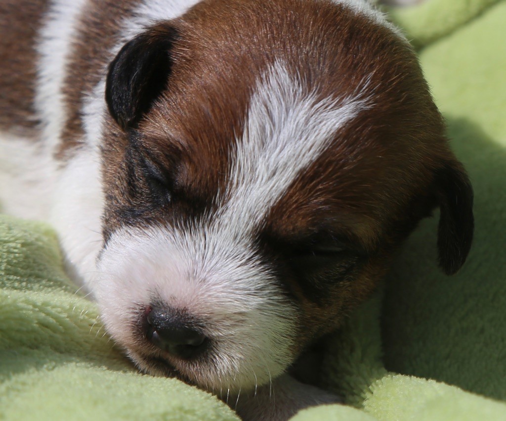 De La Grange Du Moulin - Chiots disponibles - Parson Russell Terrier