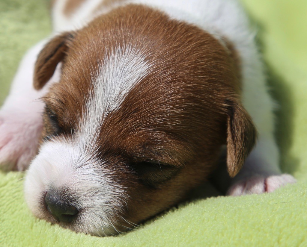 De La Grange Du Moulin - Chiots disponibles - Parson Russell Terrier
