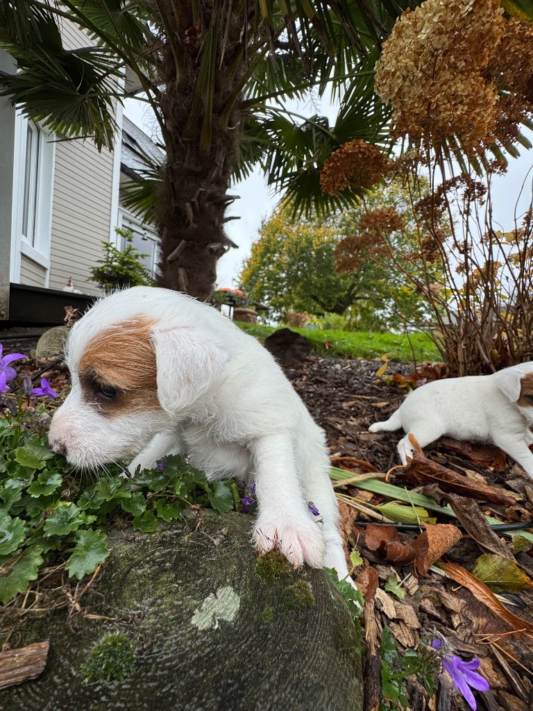 De La Grange Du Moulin - Chiots disponibles - Parson Russell Terrier