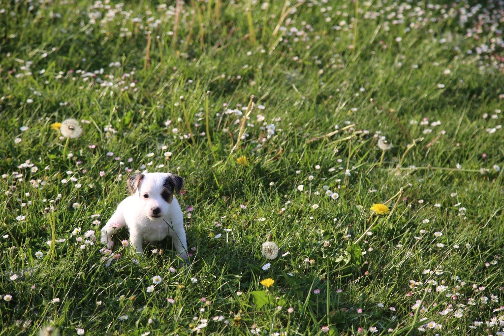 De La Grange Du Moulin - Chiots disponibles - Parson Russell Terrier