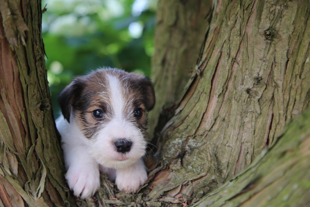 De La Grange Du Moulin - Chiots disponibles - Parson Russell Terrier
