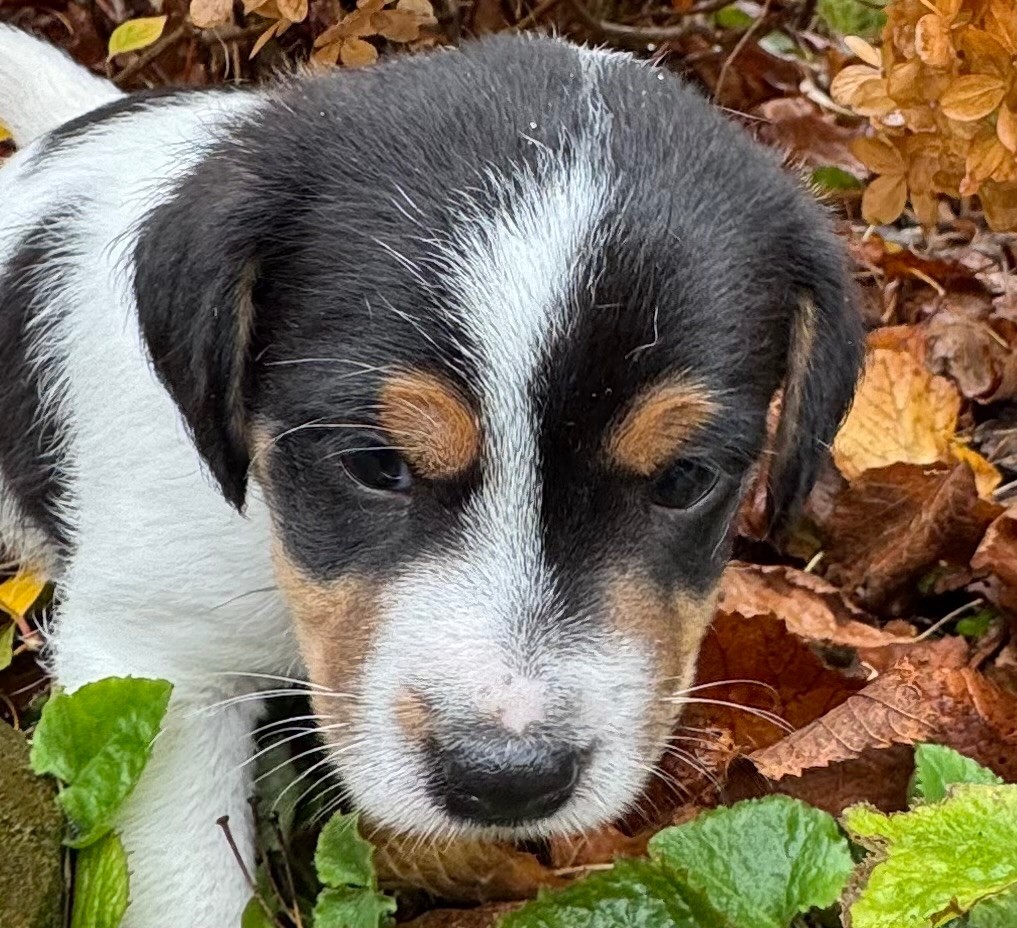 De La Grange Du Moulin - Chiots disponibles - Parson Russell Terrier