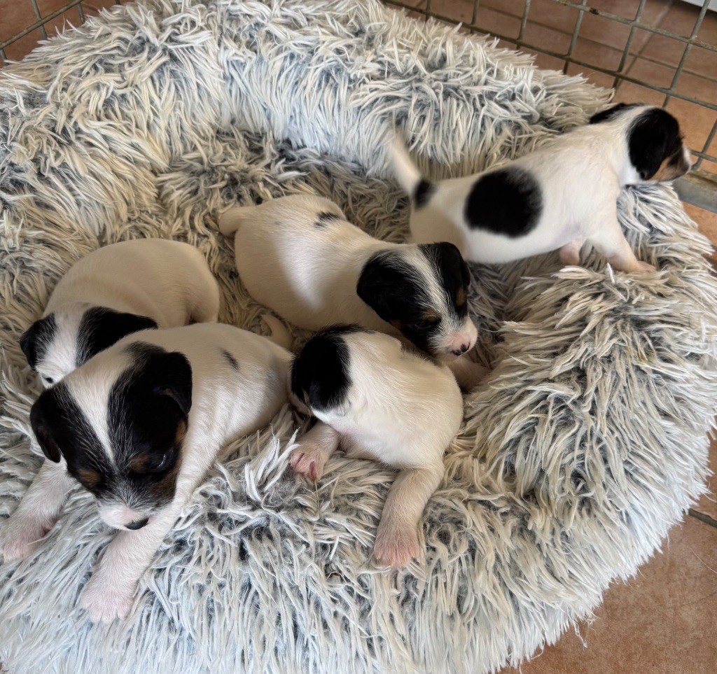 Chiot Parson Russell Terrier De La Grange Du Moulin