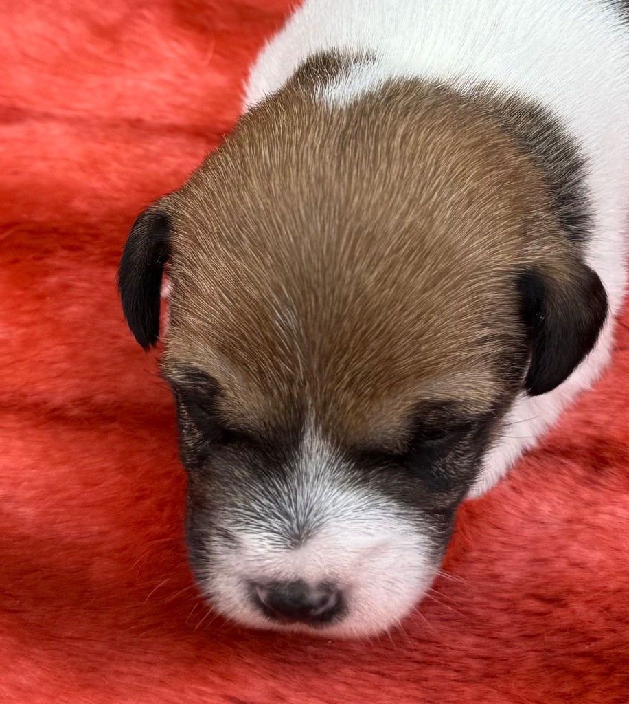 De La Grange Du Moulin - Chiots disponibles - Parson Russell Terrier