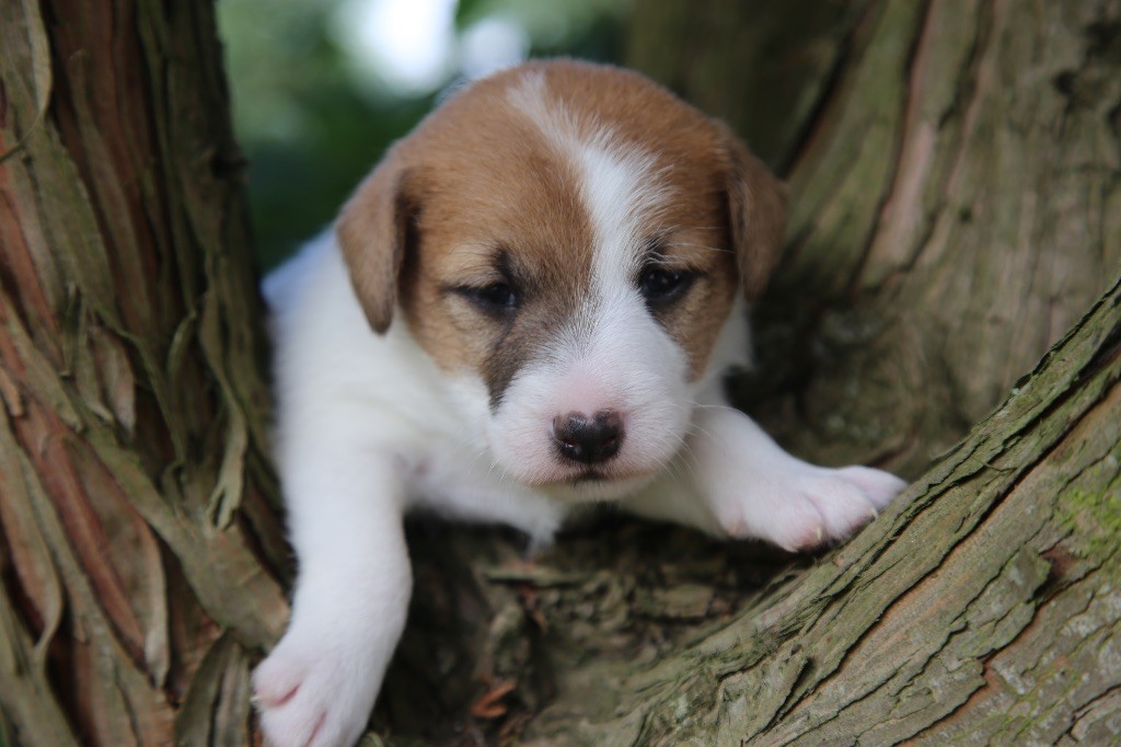 De La Grange Du Moulin - Chiots disponibles - Parson Russell Terrier