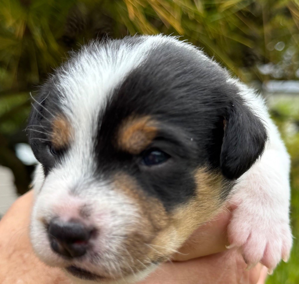 De La Grange Du Moulin - Chiots disponibles - Parson Russell Terrier