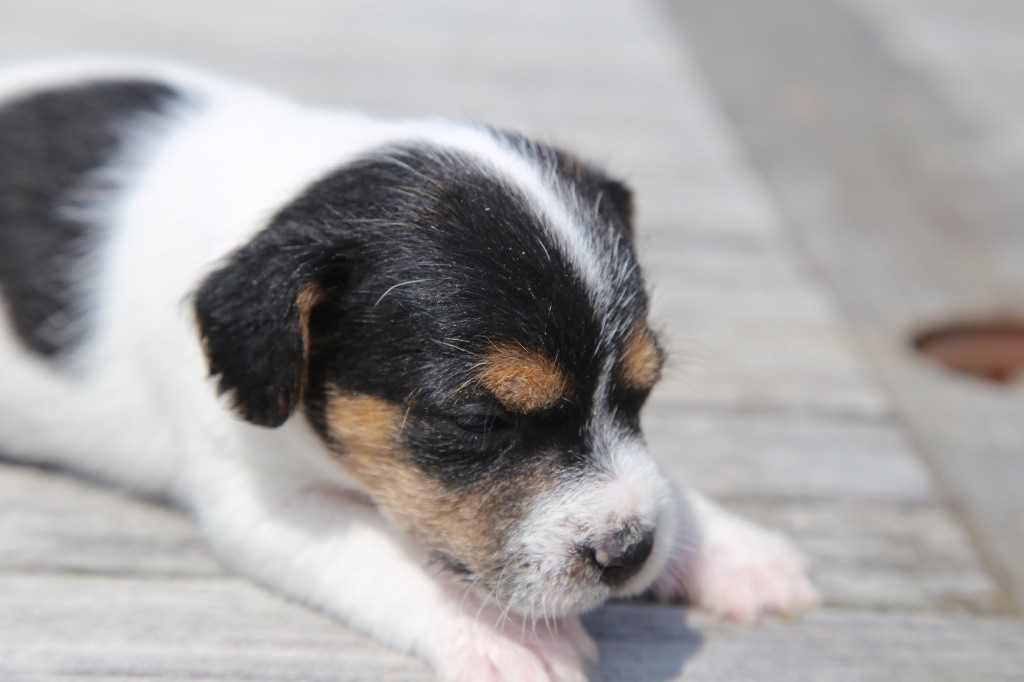 De La Grange Du Moulin - Chiots disponibles - Parson Russell Terrier