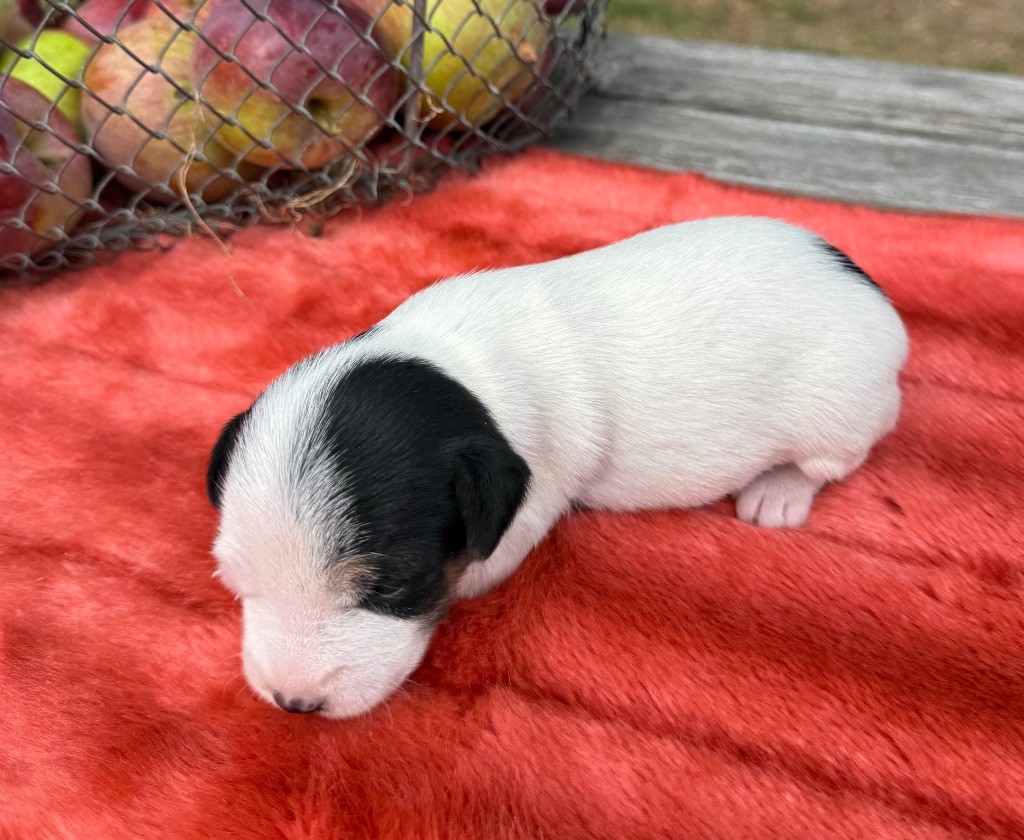 De La Grange Du Moulin - Chiots disponibles - Parson Russell Terrier