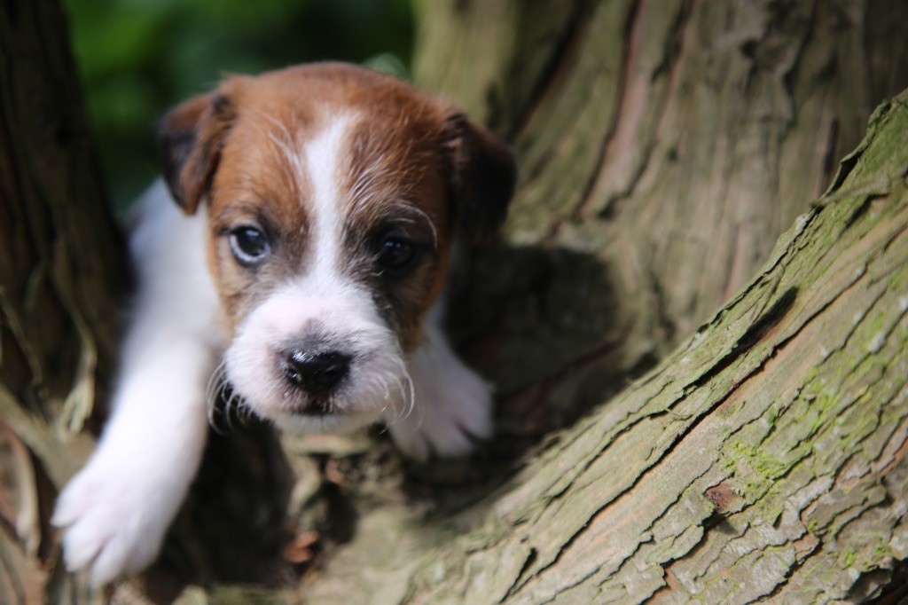 De La Grange Du Moulin - Chiots disponibles - Parson Russell Terrier